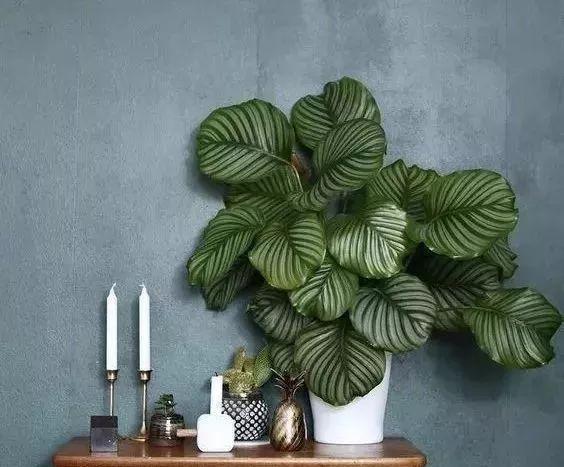 五种精巧花,好养又泼辣,耐阴又漂亮,北阳台最合适