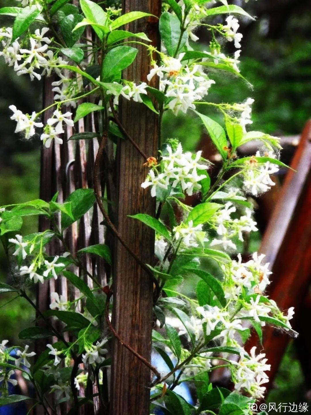 球兰|7种花要慎养，房前屋后都爬满，邻居有意见！