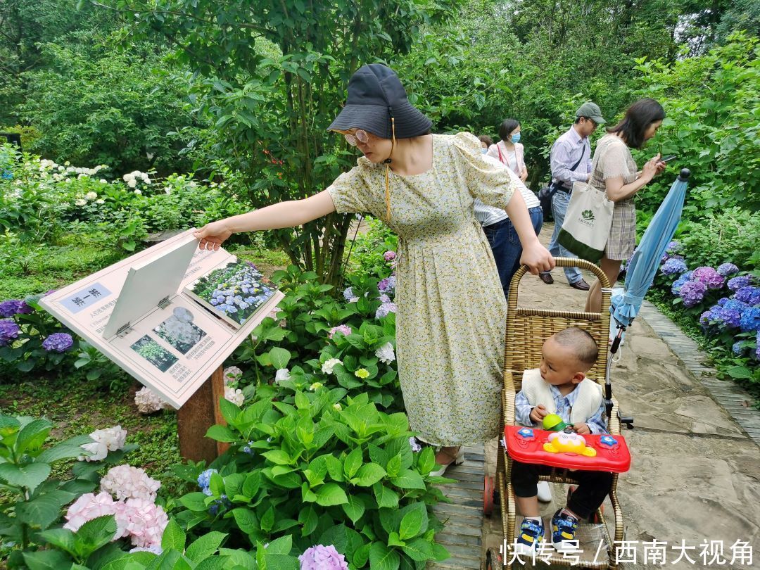 花友会|百颗毳毬谁织就，几枝琼萼露和圆 成都植物园“绣球花花”花友会与园艺爱好者浪漫相约