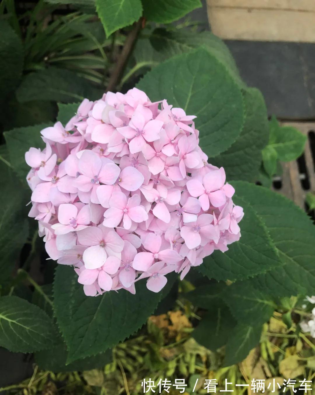 养花不会施肥,花又小又弱,17种花卉的施肥方法,赶紧收藏