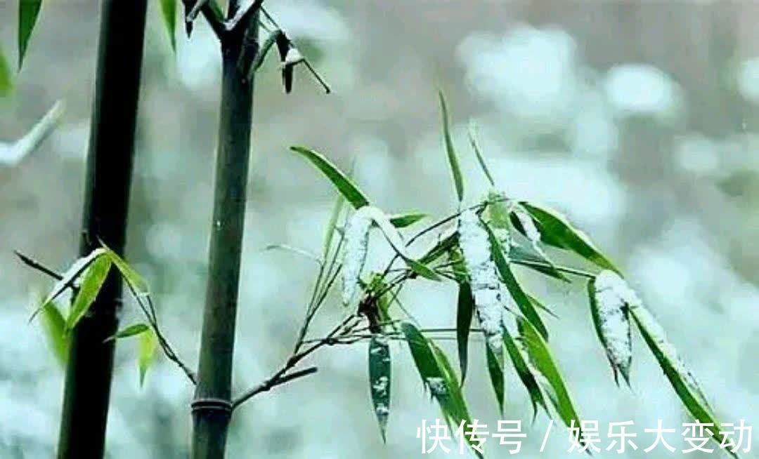 雪生|唯愿世人生竹品,明月清风做故都