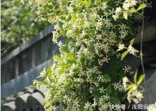 4种生长很快,又耐寒的花,打造花墙别错过!