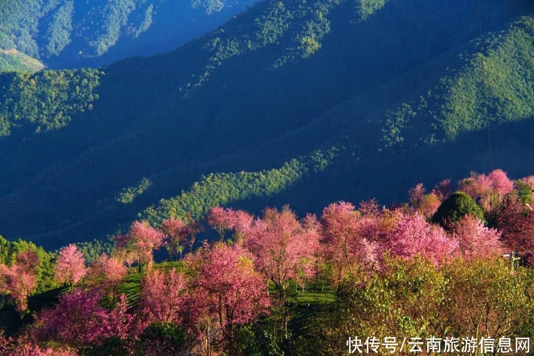 樱花|无量山2000亩的樱花开了，等你来