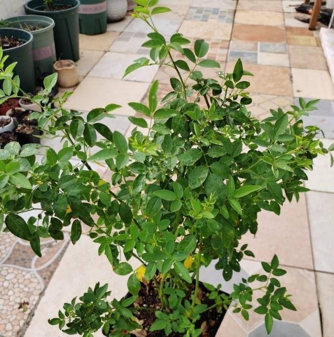 月季这样养,叶子一直绿油油的,满头花苞,美不胜收