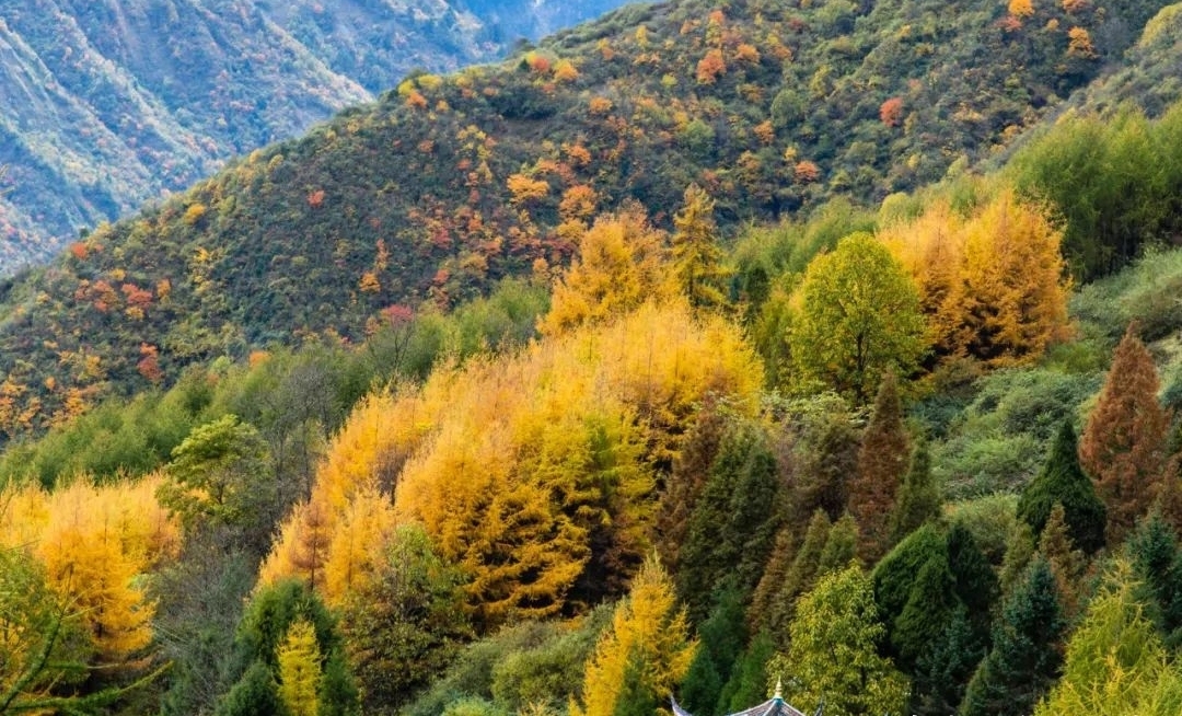 草甸|四川4个彩林秘境地，全部免门票，成都自驾出发2小时到达