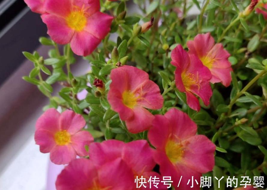 花草盆栽过冬难,该怎么办?从这3个方面下手,先养根