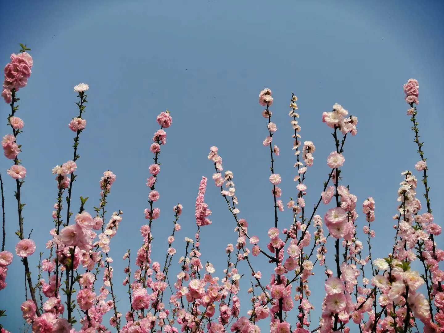 春暖花开/王永港