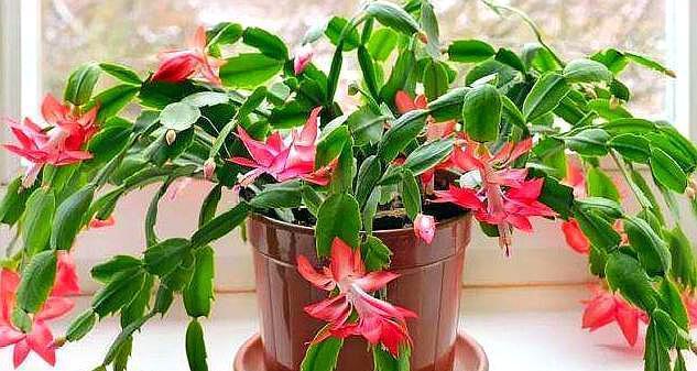 蟹爪兰度夏，经常喷点“这种水”，叶片不瘦不脱落，安稳过夏天