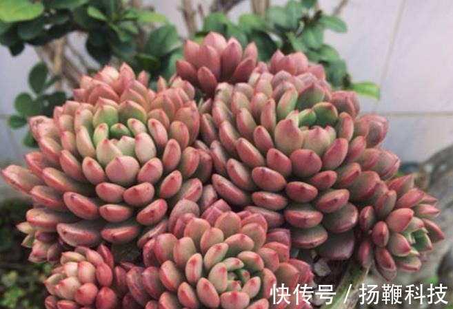 光照|夏天褪色的多肉红宝石,8月教你几个小技巧,养成红艳肉墩子