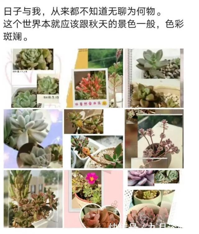 佛系养肉人生活明朗，多肉可爱，唯适者生存！