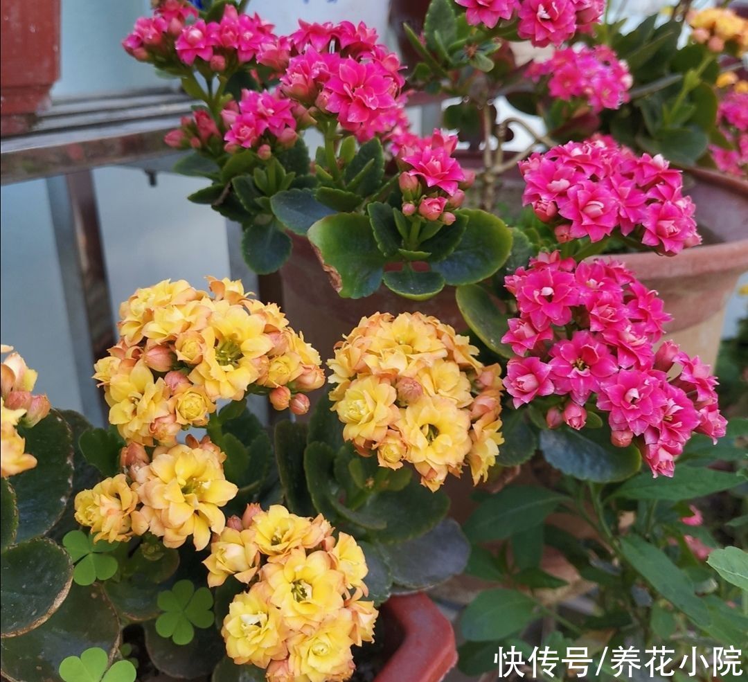 阴凉处|夏天太热，6种花要休眠，切记不要乱施肥，放到阴凉处静养