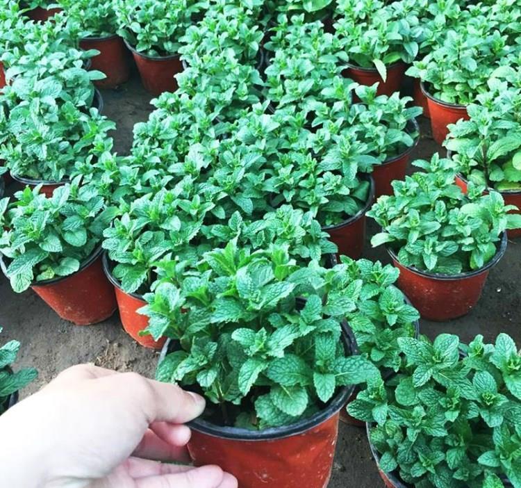 喝水|7种花,夏天太能“喝水”,一天浇一遍,10天爆满花