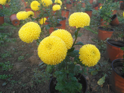 小植物|养花试试这几款，春秋两季的花最为美丽，花的数量也非常可观