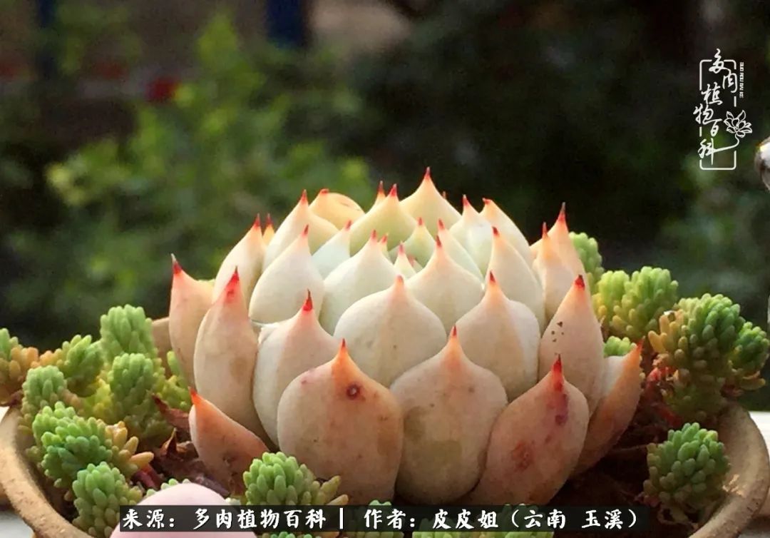 秋黄|柴米油盐的日子,养几盆多肉吧,为生活添几抹色彩!