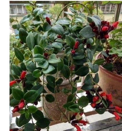 它们都叫吊兰,但是比吊兰好看一百倍,是垂吊观花赏叶的佳品