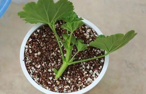 2种“扦插法”,养花人都学学,谁插都活,新手也能“插满根”