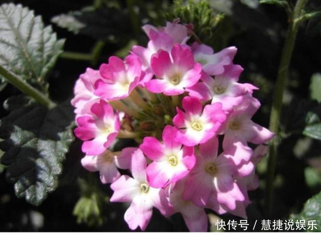 花卉里的“劳模”,3种花全年”开花不断“ ,好养又漂亮,美!