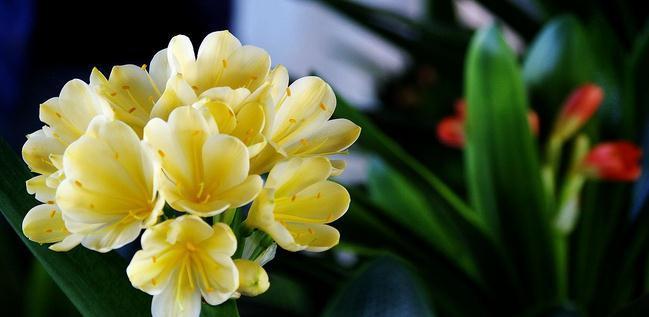 君子兰冬季怎么判断浇水时间,老花农教你一个方法,方便实用