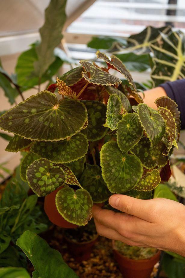 温室|英国宅男将客厅打造成丛林,其中一棵“摇钱树”每片叶子10万元