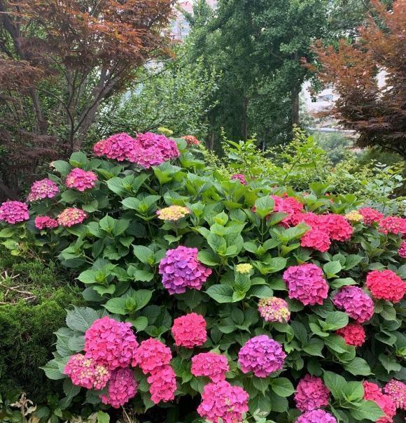 露台养几盆绣球花,群开的样子很美,这样的花园,谁见谁喜欢