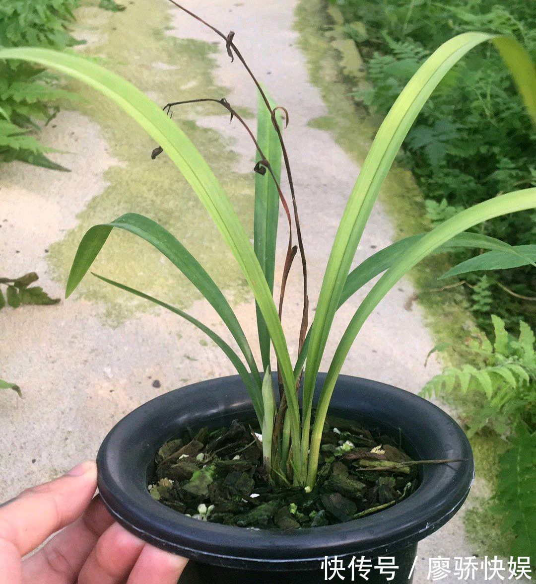 建兰夏皇梅|花300块买的建兰夏皇梅开花了,虽然只有一箭,不过好美好香哦