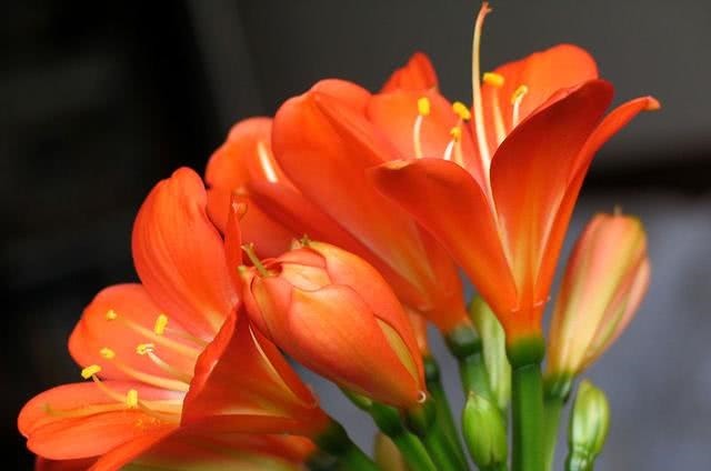 钱大爷养“君子兰”，只用一种养花“土”，原因便宜还特肥沃