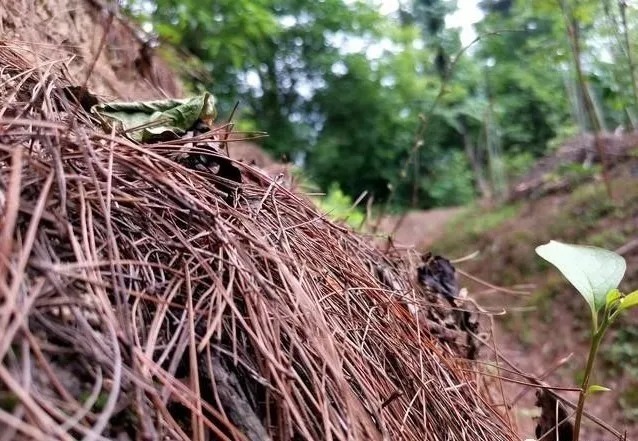 腐殖土|兰友问：什么样的松针配制松针营养土好？