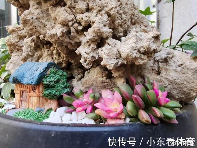叶子|10种花要控水,天热反而不能浇,一浇水就死