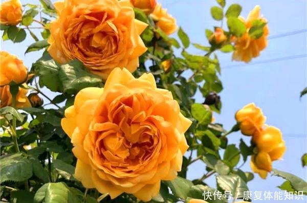 此花一年开花300天,花朵会散发酒香味,院里养2棵3年爬满墙!