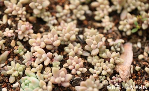 叶插|5月扦插多肉正当时,教你几个小技巧,生根快小苗即多头