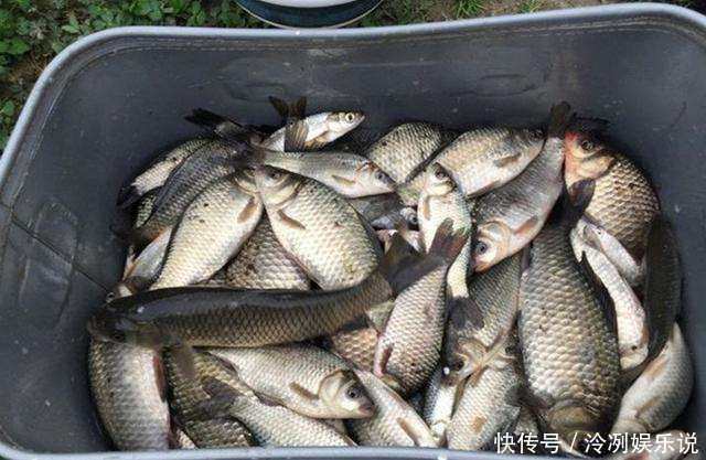 你知道鱼星是如何形成的吗?发现鱼星等于发现鱼,别错过