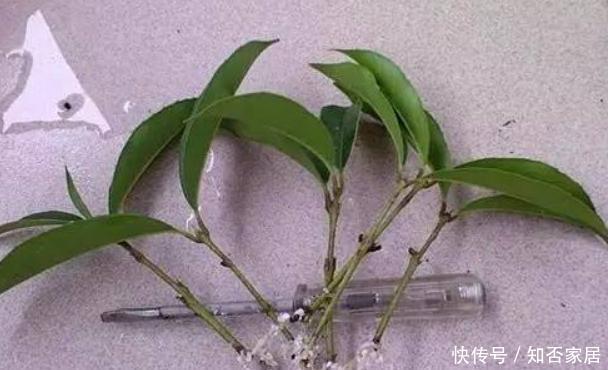 各种窍门制作“生根水”,不花钱的生根水只有1种,别盲目使用