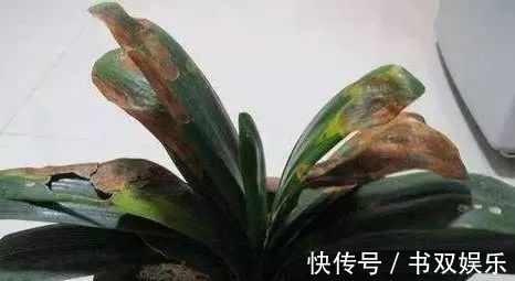 君子兰不长叶、不开花9月开始，浇水摻点“小颗粒”，入冬开花