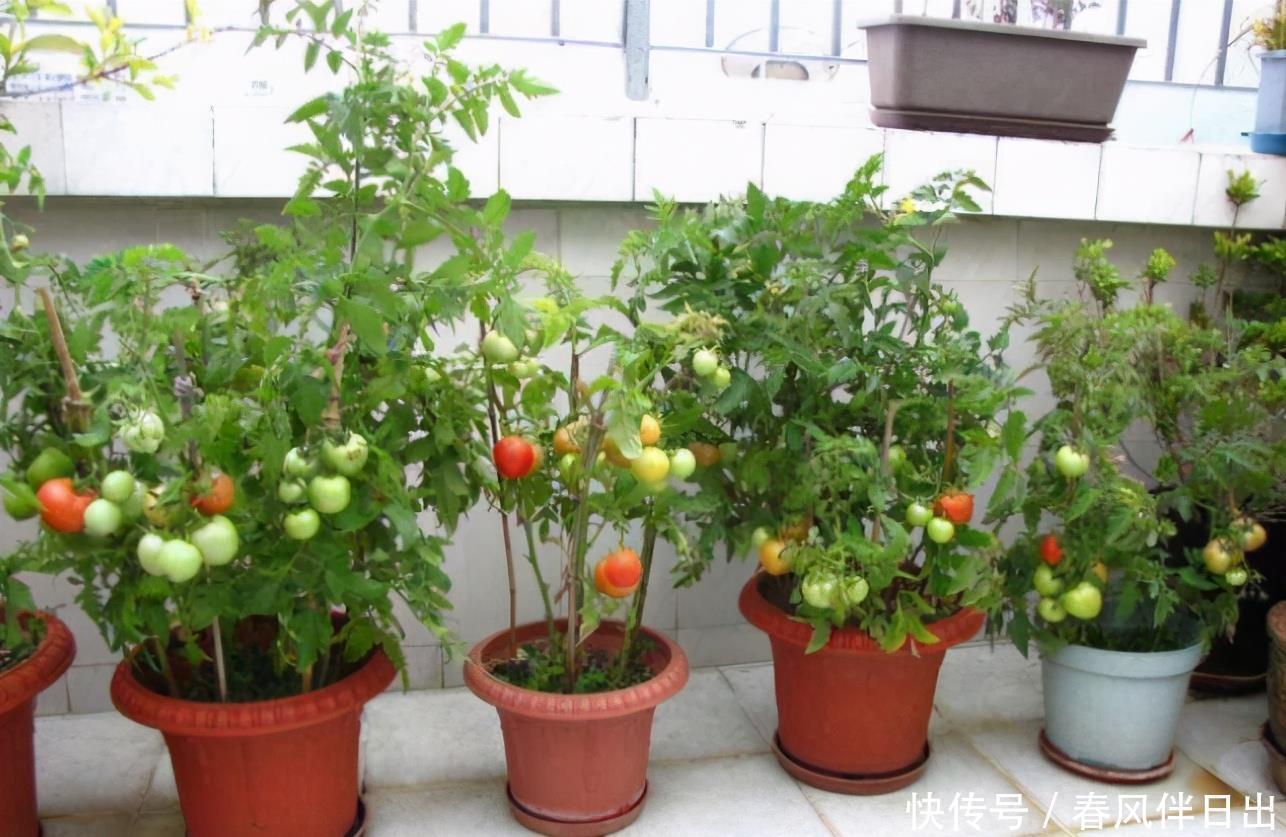 阳台盆栽番茄,记住一句“口诀”,就能结果五六层,果子大又红