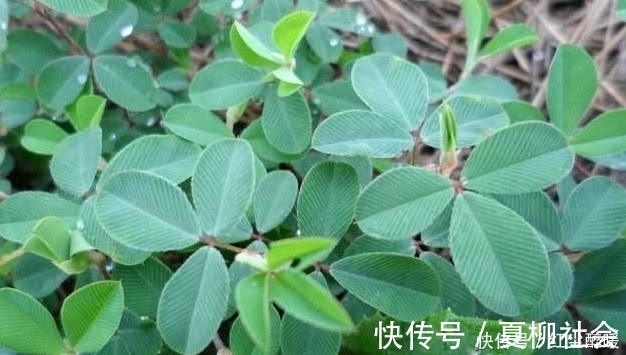 农村|农村这野草名叫“鸡眼草”具有清热解毒,活血的功效,见到请珍惜
