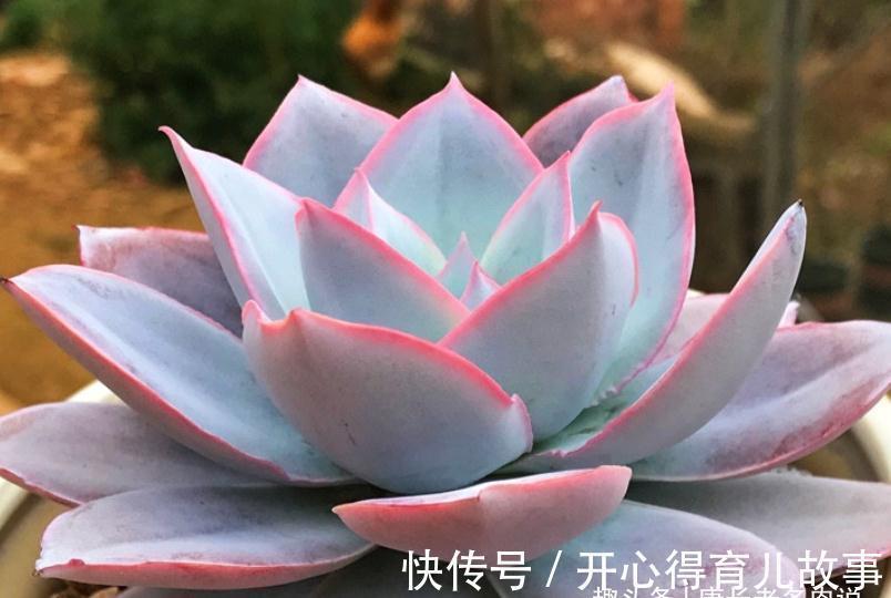 据说今年冬天很冷，大家的多肉准备好越冬了吗？未雨绸缪才安全哦