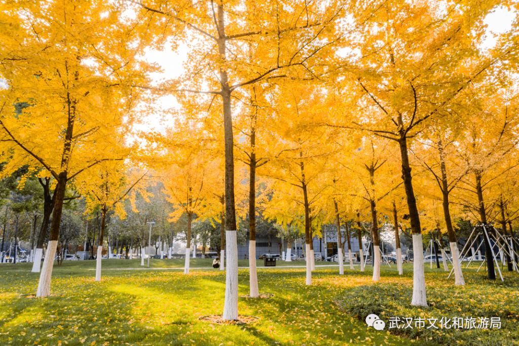 上图片取景|武汉冬景，才不是你想的那样！