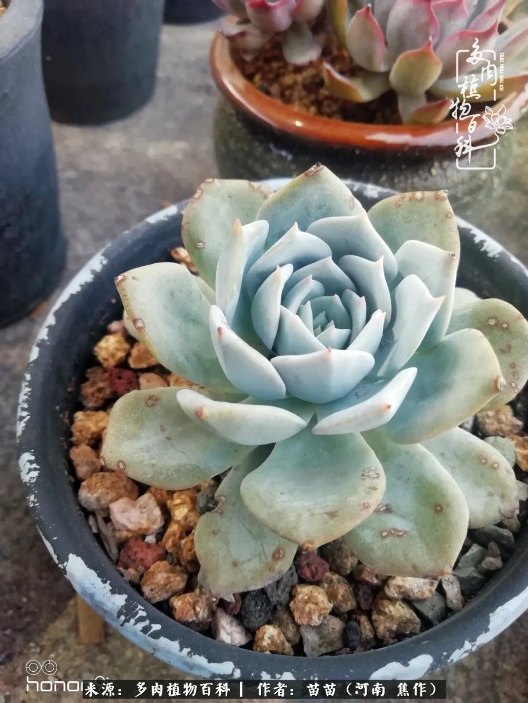 迷上多肉后,有一种喜欢叫一日看三回!