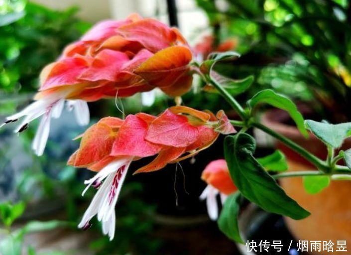 阳台上|几种花开花漂亮又好养,耐寒易打理,花美色艳,香气浓郁