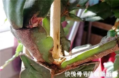 长寿花|养这三种花，盆越小，开的花越多，放大盆还容易死