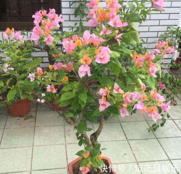 想养盆景三角梅,从“小”抓起,养出盆景,“千金”不换