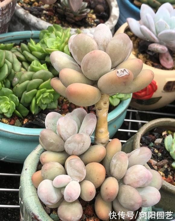 露养的多肉，可以长时间淋雨吗？肯定可以淋，而且不会黑腐