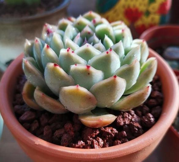 高颜值多肉的日常养护之浇水篇