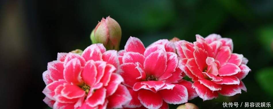 才能|降温了,这些花得断肥、控水,才能越长越好!