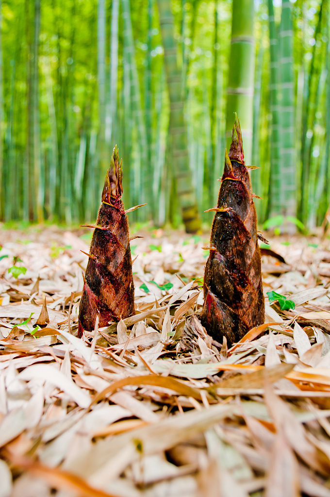 高血壓患者|這五類人不宜吃竹筍，要是吃的話有害無益，快來看看有沒有你！