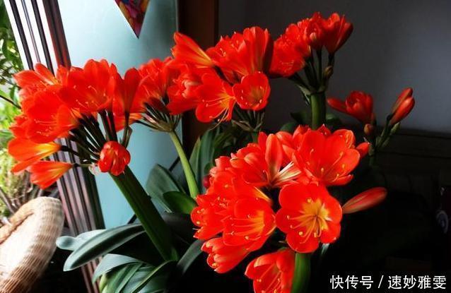 爆盆|君子兰不开花教你这样浇水,君子兰健壮不烂根,开花爆盆不是梦