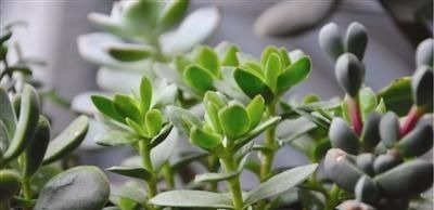 春天养多肉植物有3要，不然长成大高个，现在纠正也不晚