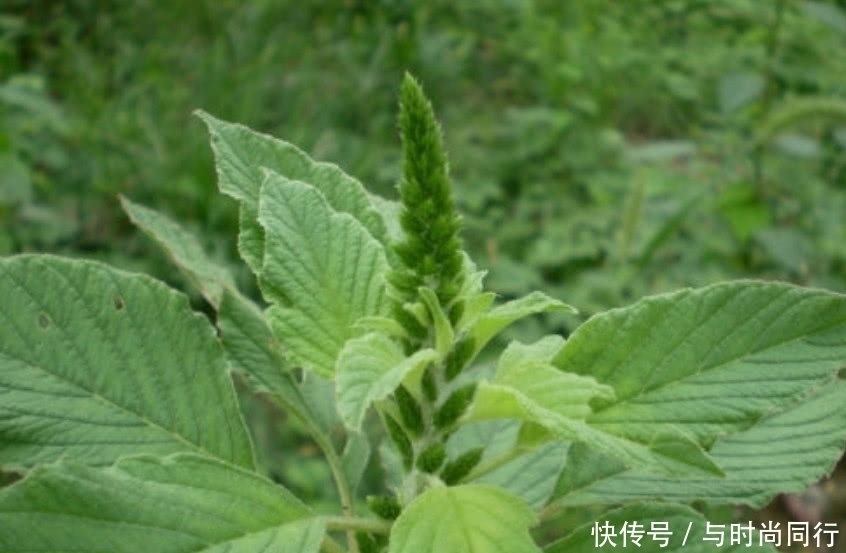 这种野菜没有什么人食用，很少有人种植，大家都以为它是一种杂草
