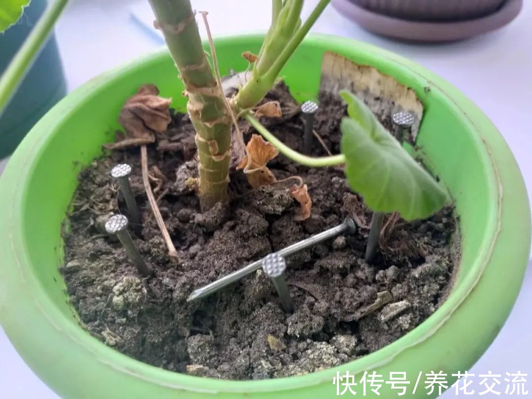 室内盆土结块怎么办？除了换土，还有这些办法可解决