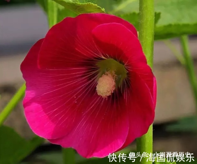 寓意|此花一天有三变化,相当的具有特殊,具有早熟的寓意